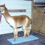 Small Livestock Scale MTIAW42S Small Livestock Scale System