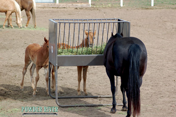 Paddock Feeder Powder River
