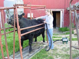 Cattle blower cleaning and drying a cow
