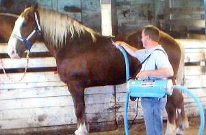 Horse being dried with an animal groomer vacuum