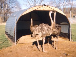 Ostrich Shelter