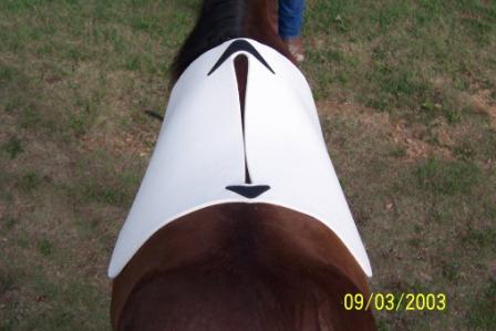 saddle pad on the back of a horse