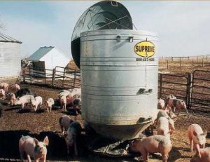 outdoor hog feeder