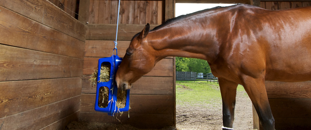 horse eating from portable stall hay feeder