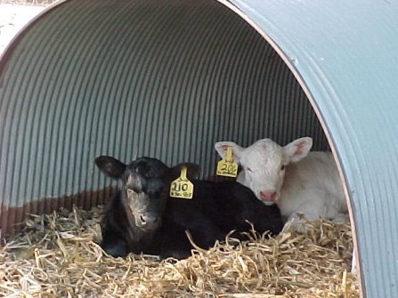 calves resting in the metal animal shelter