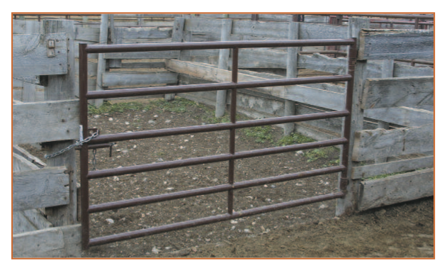 short gate installed in a cattle alleyway