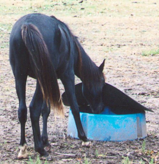 horse eating from a mineral feeder in the pasture