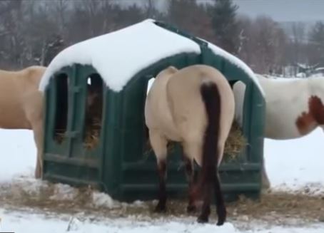 horse eating from a covered hay feeder in the snow