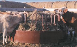 livestock eating from horse hay feeder