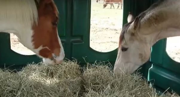 horses inside a covered hay feeder