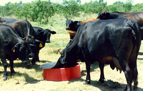 cows eating from a mineral feeder