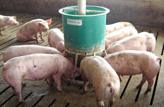 pigs eating from a pig feeder indoors