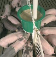 pig feeder fence-line adapter