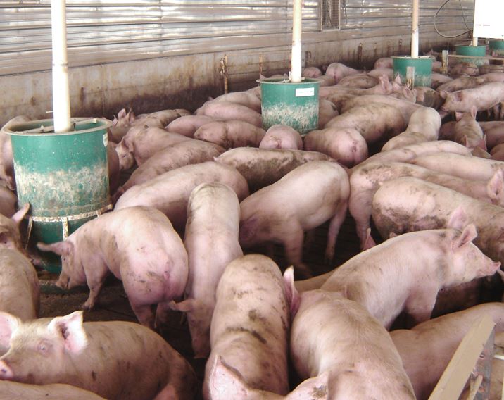 many pigs eating from indoor pig feeders