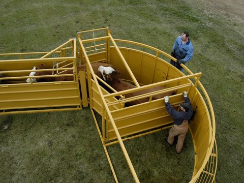 cows going through the livestock tub