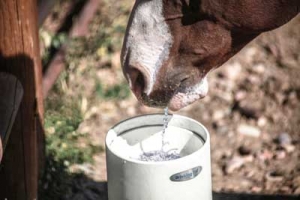 close up of horse drinking from water post