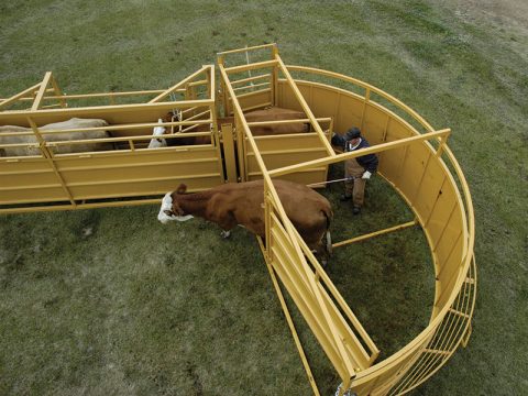 cattle being released from the livestock tub