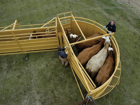 cattle in the crowding tub