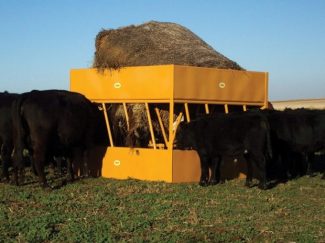 Cattle eating from hay feeder