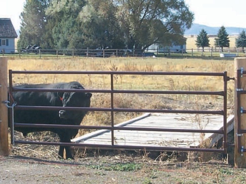 farm gate for cattle