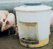 hogs drinking from the waterer