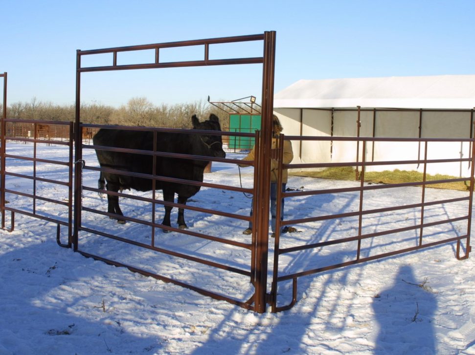 range panel with a walkthrough gate and cow