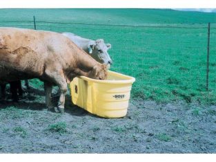 cows drinking from the poly stock tank