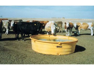 cattle drinking from poly stock tank
