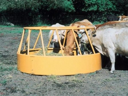 cattle eating from hay feeder