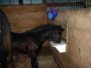creep feeder being used in a horse stall
