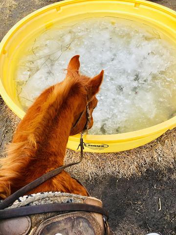 horse drinking from plastic stock tank