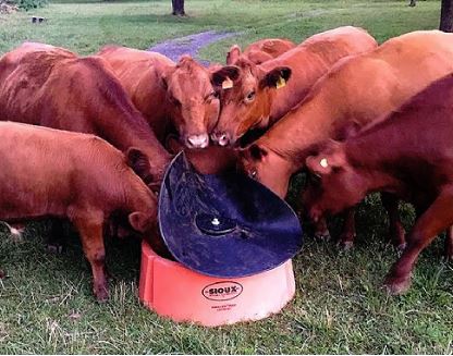 cows eating from cattle mineral feeder