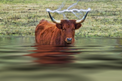 cow in a river with electricity