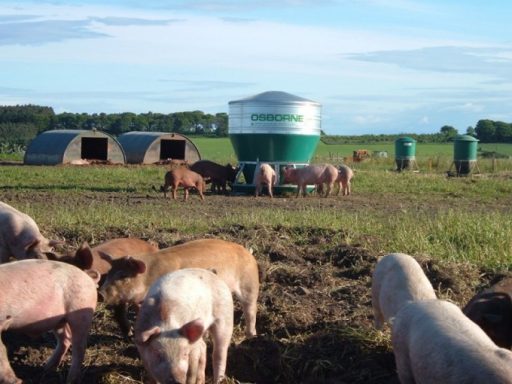 outdoor hog feeder in a pasture