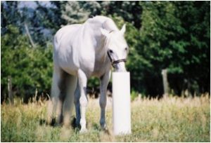 horse drinking from waterer post