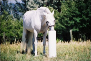 white horse drinking from post waterer