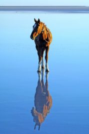 a horse walking on water