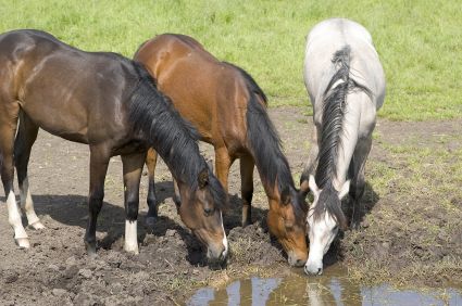 horses drinking from dirty water pond