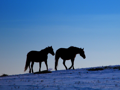 two horses walking at night in the winter