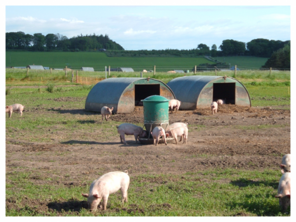 outdoor pig feeder being used in a pasture