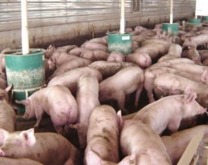 pigs on the farm eating from the feeders