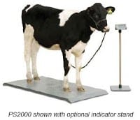 cow standing on a platform scale