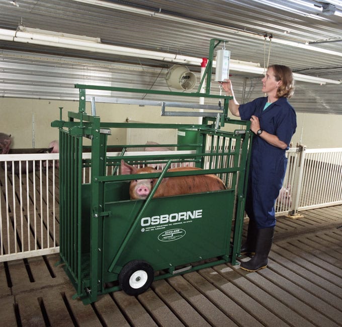 hog being weigh on an animal scale