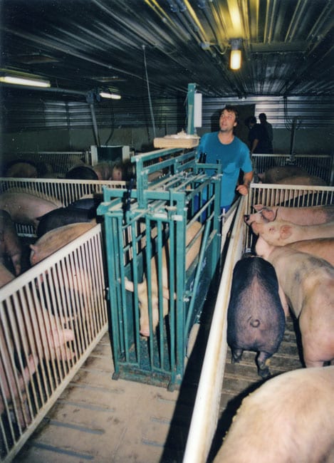 pig scale with center opening doors