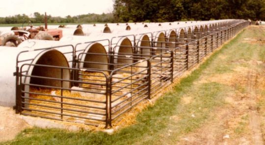 long line of connected calf huts