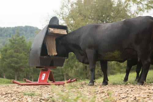 cow eating from a mineral feeder