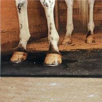 horse standing on a stall mat