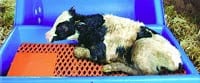 calf inside the calf warmer