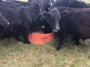 mineral feeder with a herd of cows