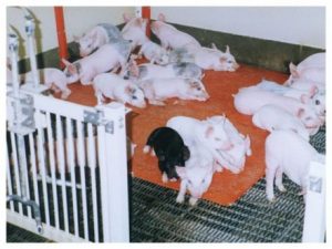 large litter of pigs on a nursing heating pad 